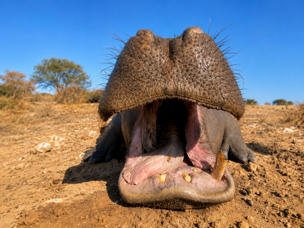 African safari hunting memory