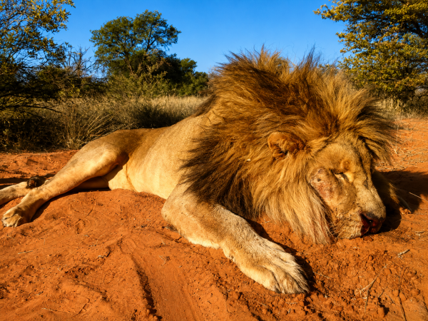 African safari hunting memory