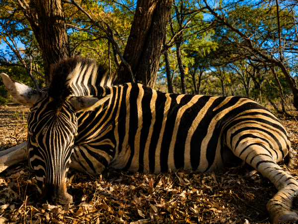 African safari hunting memory