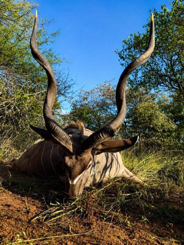 African safari hunting memory